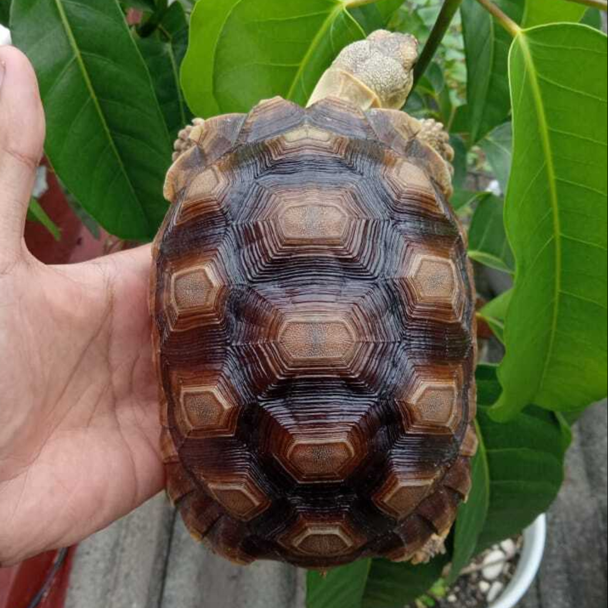 Sulcata Tortoise +- 15 Cm